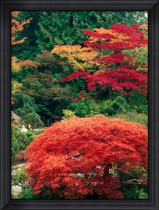 Framed View of Butchart Garden, Victoria, British Columbia, Canada Print