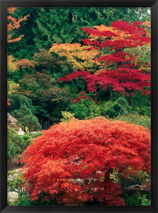 Framed View of Butchart Garden, Victoria, British Columbia, Canada Print