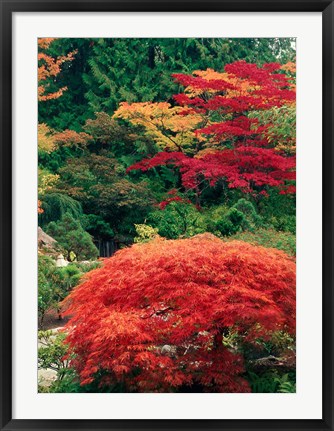 Framed View of Butchart Garden, Victoria, British Columbia, Canada Print