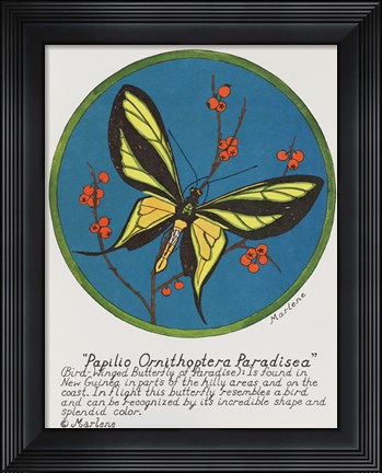 Framed Paradisea Print