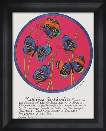 Framed Callithea Saphhira Print