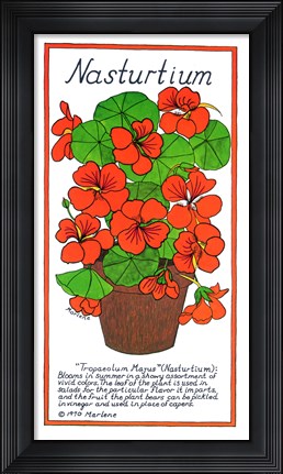 Framed Nasturtium Print