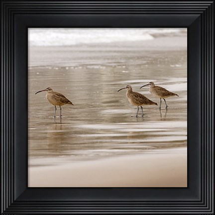 Framed Shore Birds I Print