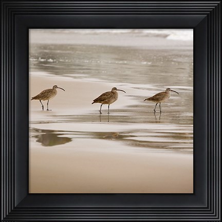Framed Shore Birds II Print