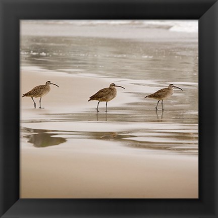 Framed Shore Birds II Print