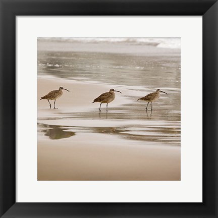 Framed Shore Birds II Print