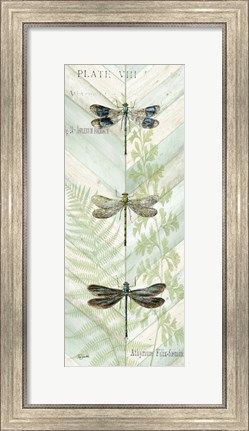 Framed Dragonfly Botanical Panels II Print