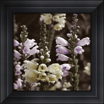 Framed Hint of Spring V Print