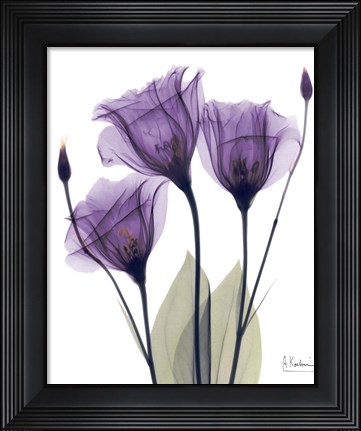 Framed Gentian Hope Print