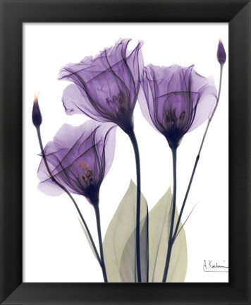 Framed Gentian Hope Print