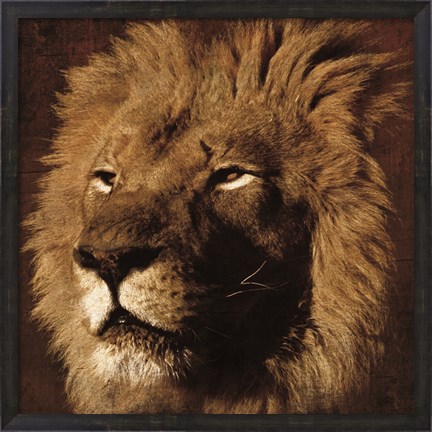 Framed Lion 2 Print