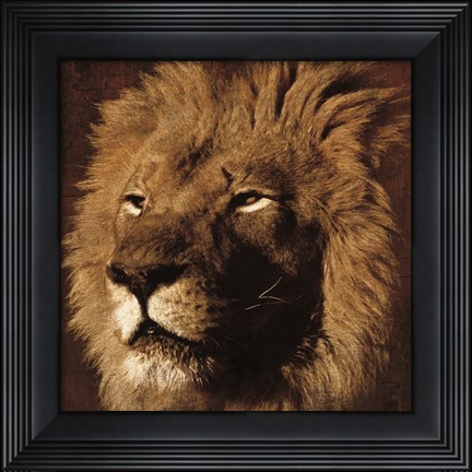 Framed Lion 2 Print