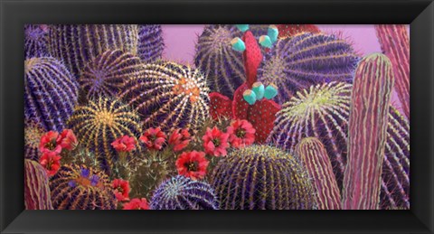 Framed Barrel Cactus 1 Print