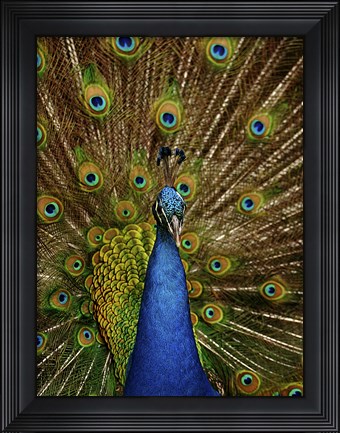 Framed Peacock Print