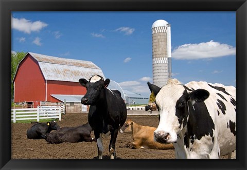 Framed Cows, red barn, silo, farm, Wisconsin Print