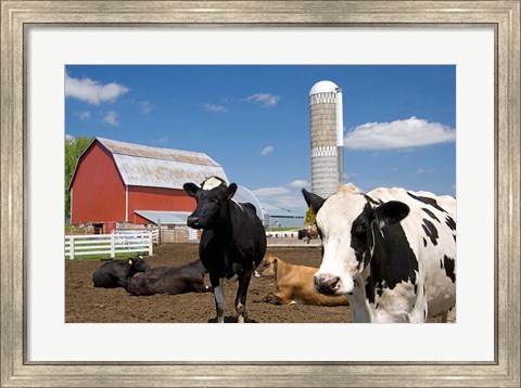 Framed Cows, red barn, silo, farm, Wisconsin Print