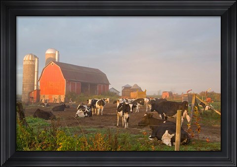 Framed Holstein dairy cows outside a barn, Boyd, Wisconsin Print