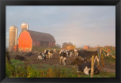 Framed Holstein dairy cows outside a barn, Boyd, Wisconsin Print