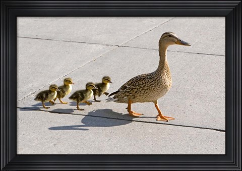Framed Mallard hen and ducklings in Madison, Wisconsin Print