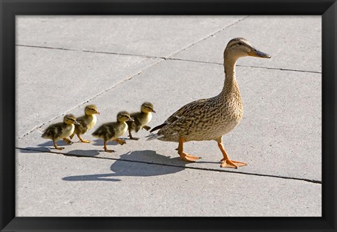 Framed Mallard hen and ducklings in Madison, Wisconsin Print