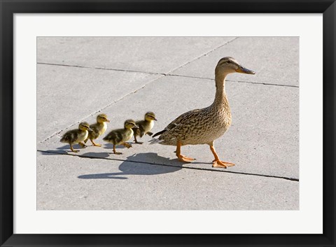 Framed Mallard hen and ducklings in Madison, Wisconsin Print