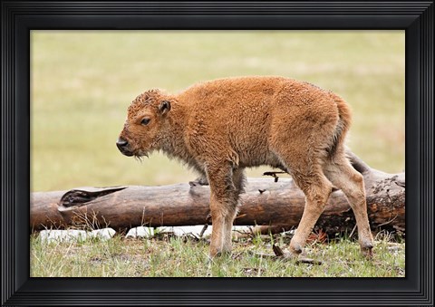 Framed Baby Bison, Yellowstone National Park, Wyoming Print