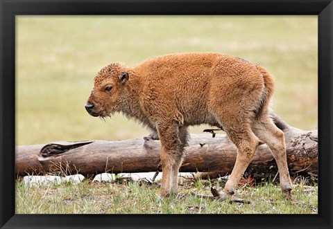 Framed Baby Bison, Yellowstone National Park, Wyoming Print