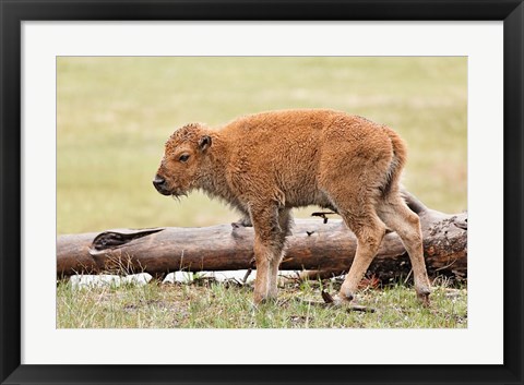 Framed Baby Bison, Yellowstone National Park, Wyoming Print