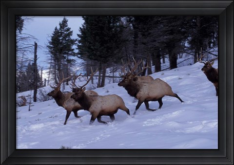 Framed Elk or Wapiti, Yellowstone National Park, Wyoming Print