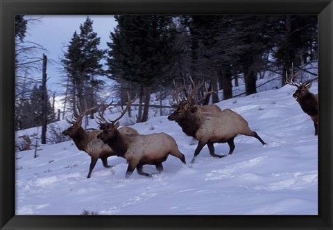 Framed Elk or Wapiti, Yellowstone National Park, Wyoming Print
