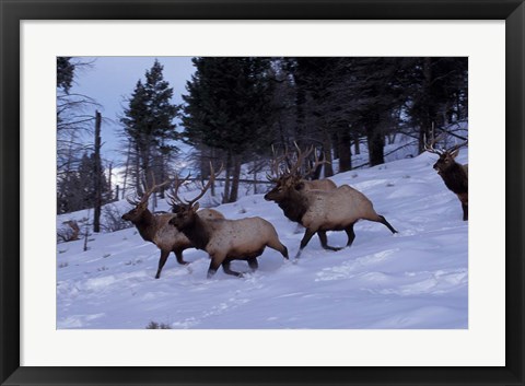 Framed Elk or Wapiti, Yellowstone National Park, Wyoming Print