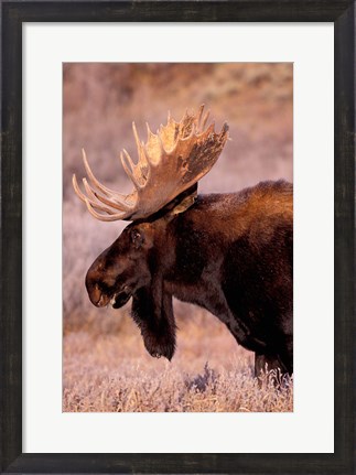 Framed Bull Moose, Grand Teton National Park, Wyoming Print