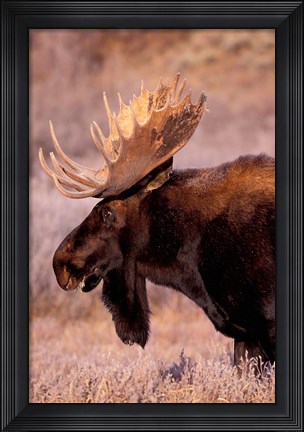 Framed Bull Moose, Grand Teton National Park, Wyoming Print