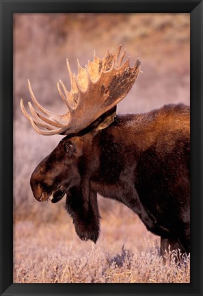 Framed Bull Moose, Grand Teton National Park, Wyoming Print