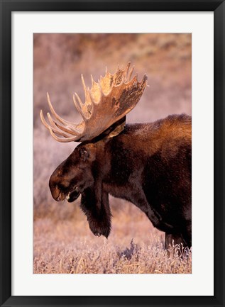 Framed Bull Moose, Grand Teton National Park, Wyoming Print