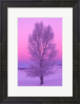 Framed Landscape, Yellowstone National Park, Wyoming Print