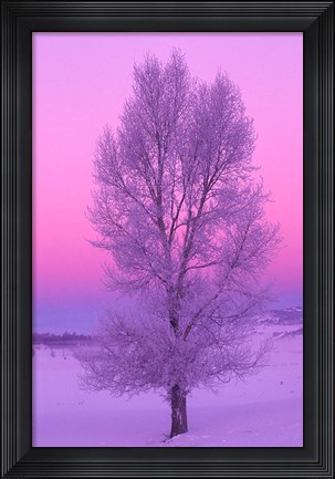 Framed Landscape, Yellowstone National Park, Wyoming Print