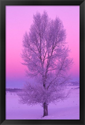 Framed Landscape, Yellowstone National Park, Wyoming Print