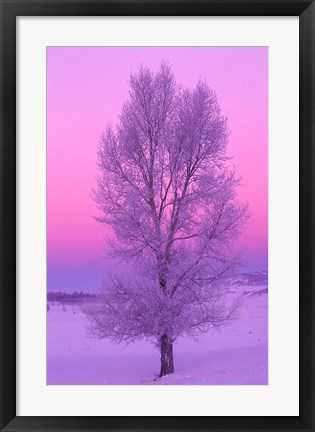 Framed Landscape, Yellowstone National Park, Wyoming Print