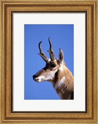Framed Wyoming, Yellowstone NP, Male Pronghorn Wildlife Print