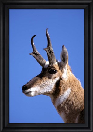 Framed Wyoming, Yellowstone NP, Male Pronghorn Wildlife Print