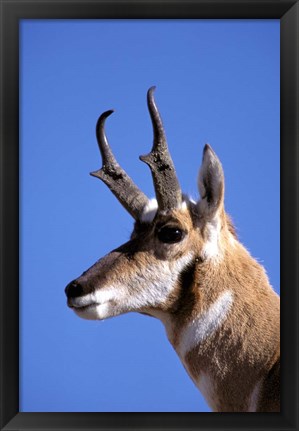 Framed Wyoming, Yellowstone NP, Male Pronghorn Wildlife Print