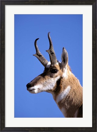 Framed Wyoming, Yellowstone NP, Male Pronghorn Wildlife Print