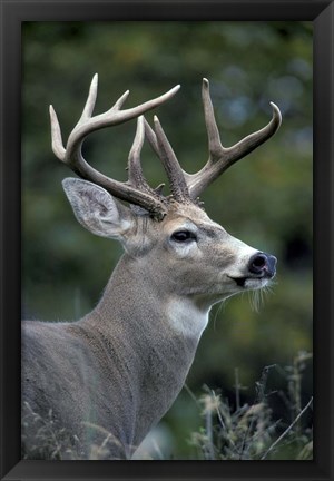 Framed White-tailed Deer, Buck, Washington Print