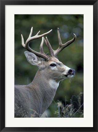 Framed White-tailed Deer, Buck, Washington Print