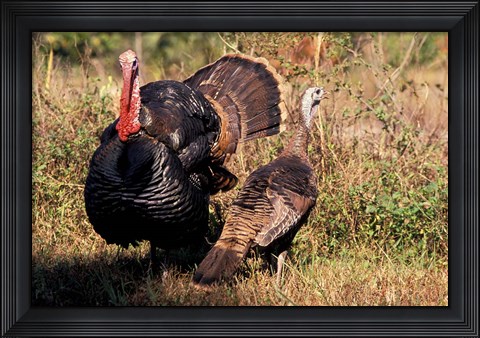 Framed Wild Turkey Tom and Hen Print