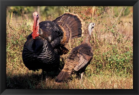 Framed Wild Turkey Tom and Hen Print