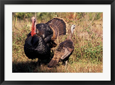 Framed Wild Turkey Tom and Hen Print