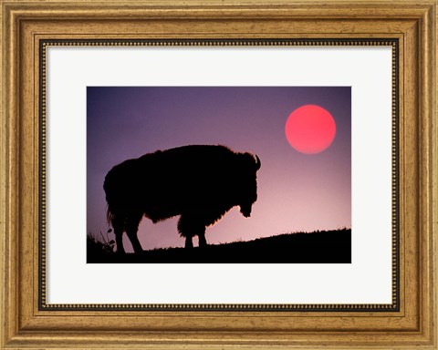 Framed Bison Silhouetted at Sunrise, Yellowstone National Park, Wyoming Print