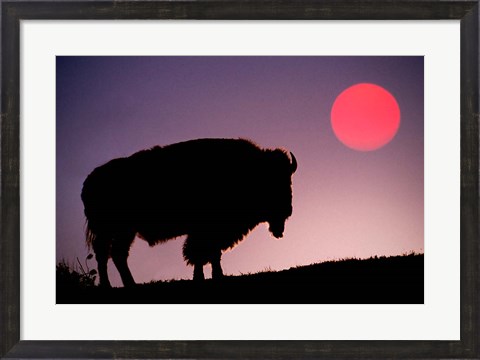 Framed Bison Silhouetted at Sunrise, Yellowstone National Park, Wyoming Print
